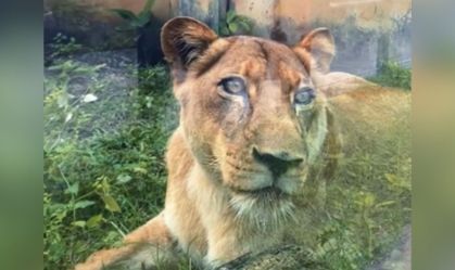 "Nunca será a vilã", diz veterinária sobre leoa que matou jovem na Paraíba