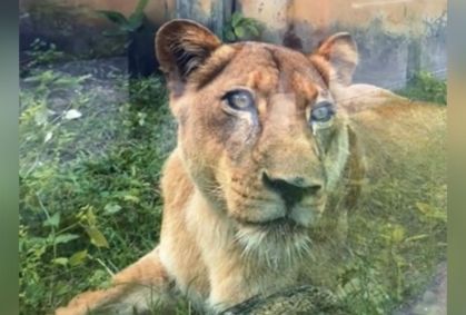 Leoa que atacou e matou jovem volta para seu recinto no zoológico