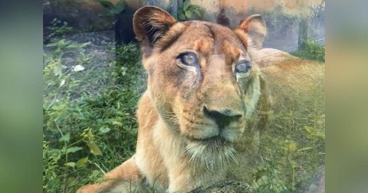 “Nunca será a vilã”, diz veterinária sobre leoa que matou jovem na Paraíba