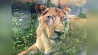 Leoa que atacou e matou jovem volta para seu recinto no zoológico