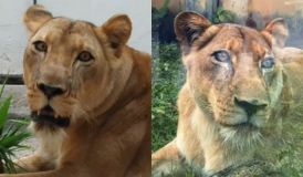 Veja imagens e o que se sabe sobre a leoa que matou um homem na Paraíba