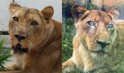 PB: parque onde jovem foi morto por leoa não considerou sacrificar animal