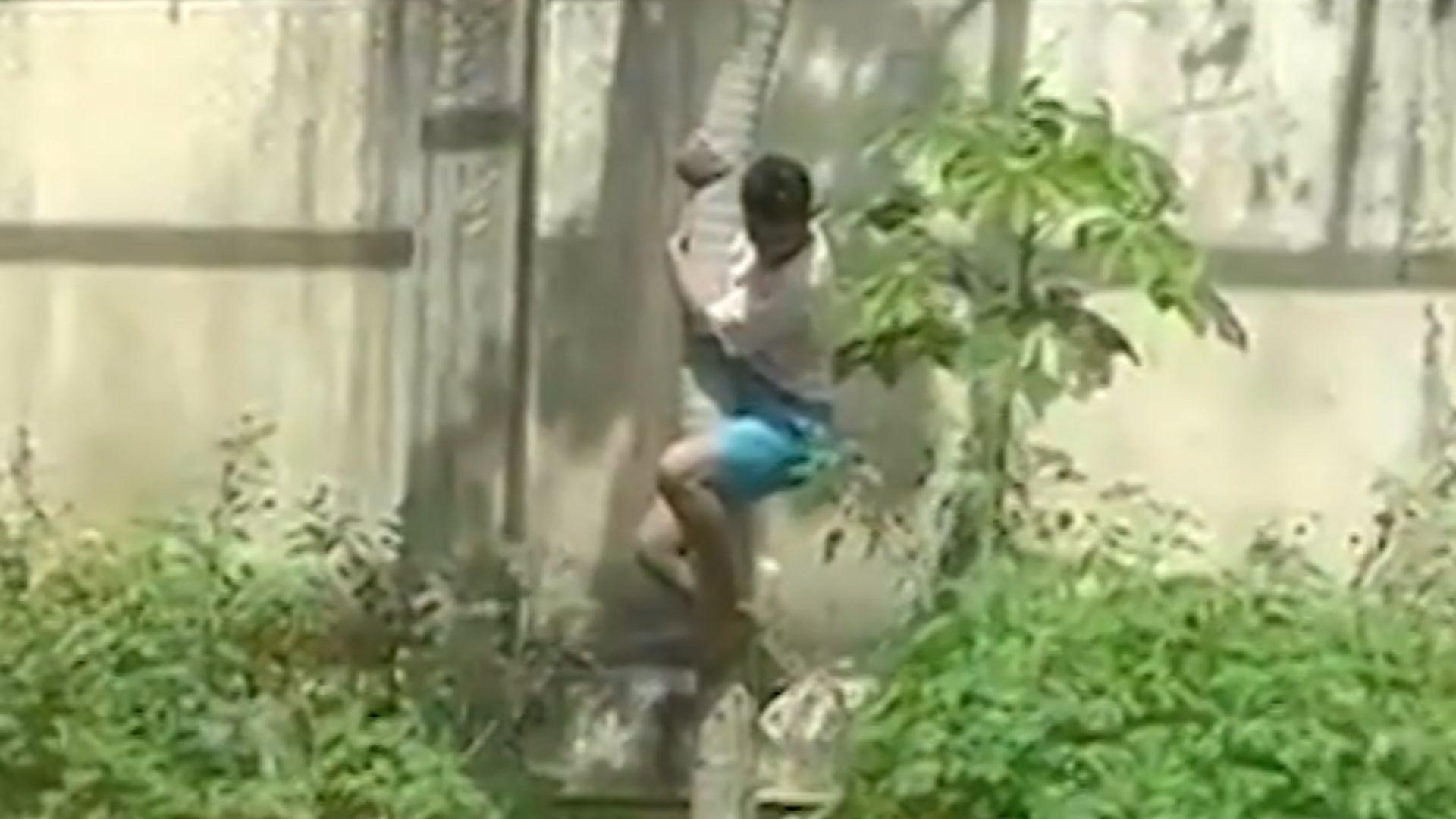 Leoa que matou homem em parque na Paraíba