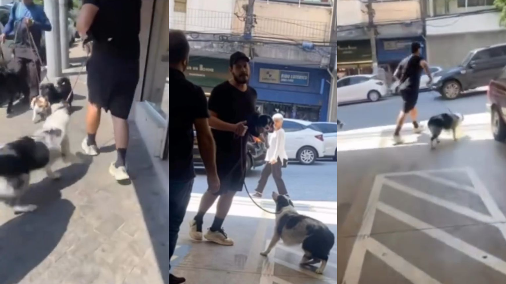 ROUBA FILHOTE PETSHOP