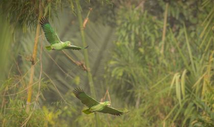 Parcerias que levam a Amazônia ao centro da COP30
