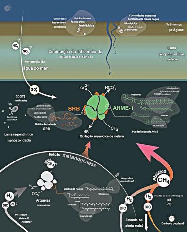 Esquema da sucessão microbiana e dos processos biogeoquímicos na lama serpentinítica no antearco das Marianas • Palash Kumawat et al., Communications Earth & Environment, 2025/Reprodução