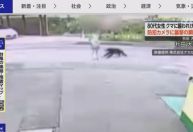 Urso ataca idosa na rua no Japão; Veja momento
