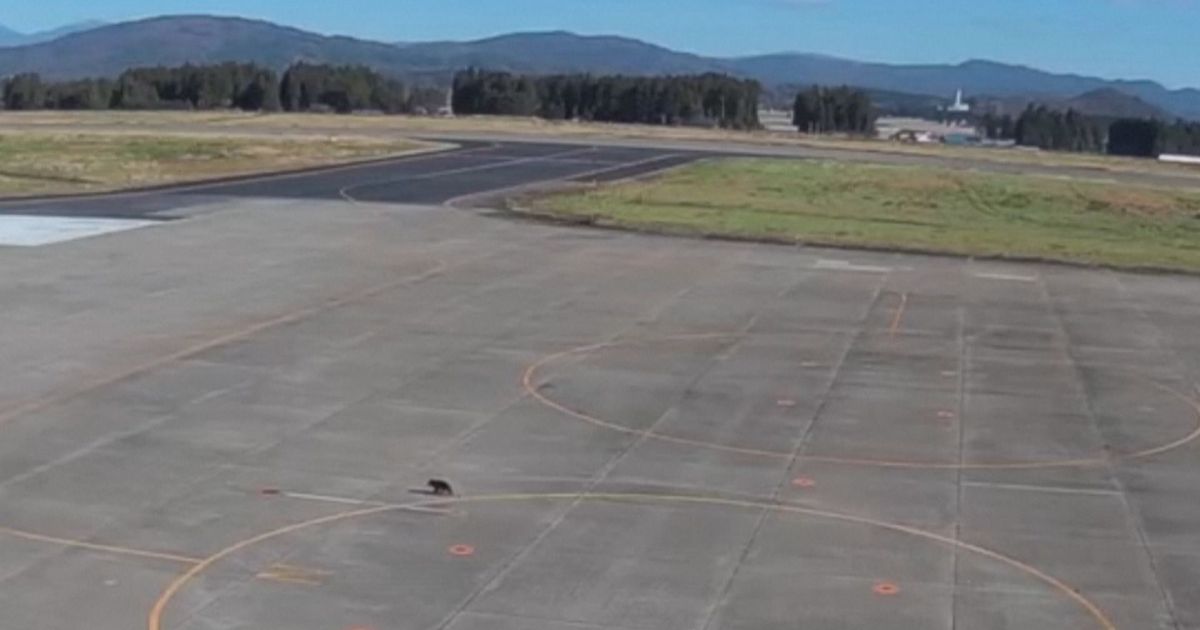 Invasão de urso fecha pista de aeroporto no Japão