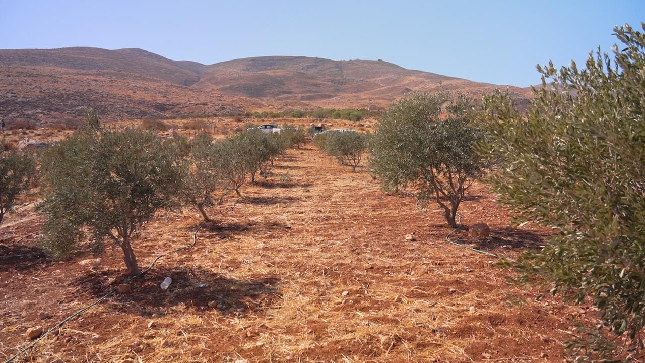 Oliveiras e mudas são vandalizadas por colonos na Cisjordânia • Cyril Theophilos/CNN