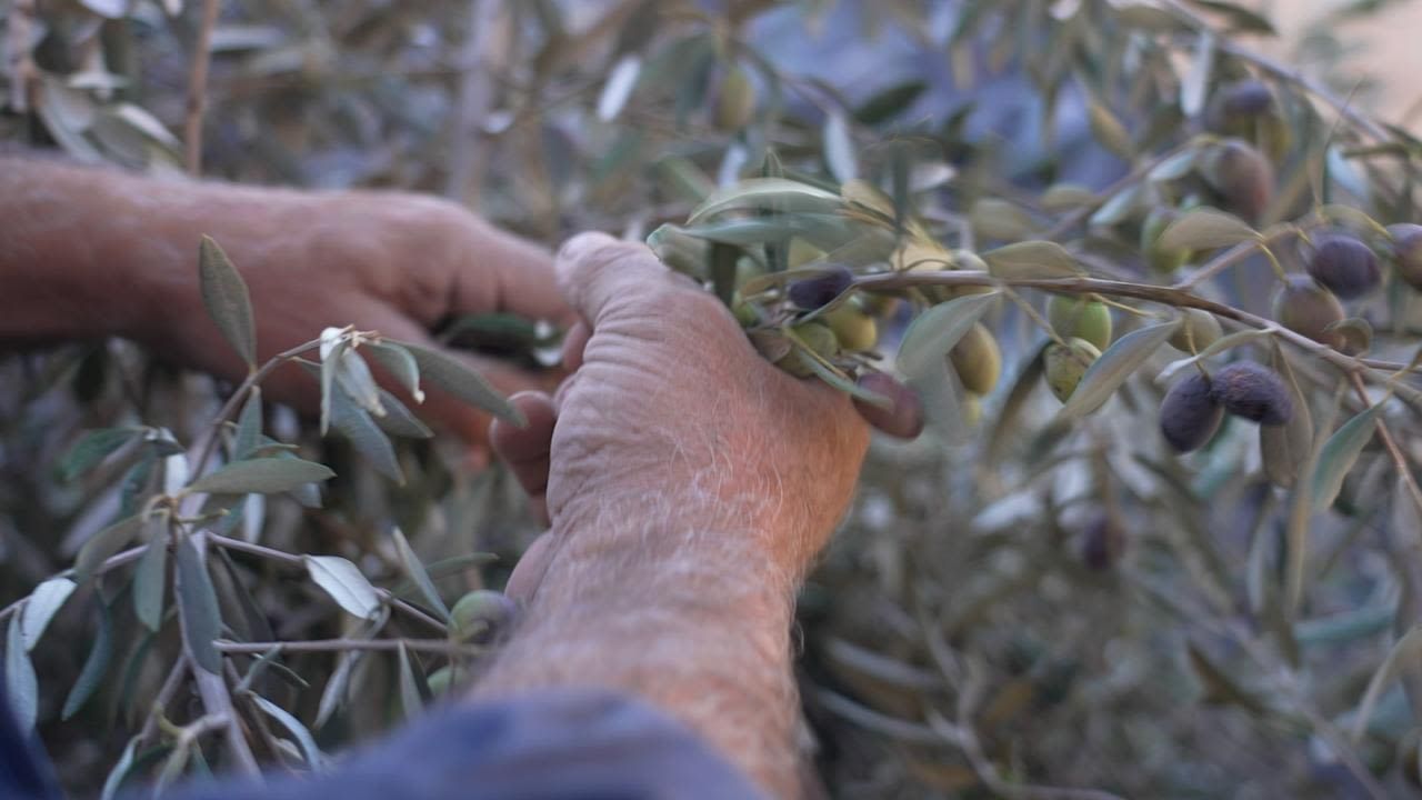 Colheita de azeitonas é tradição entre os palestinos • Cyril Theophilos/CNN