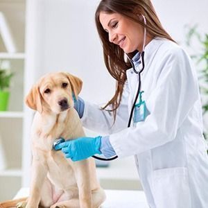 Especialização em veterinária