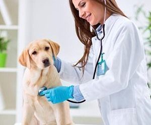 FMU abre inscrições para programa de aprimoramento em medicina veterinária