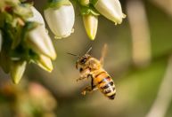 Assim como humanos, abelhas conseguem processar o tempo, descobre estudo