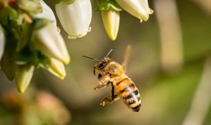 Assim como humanos, abelhas conseguem processar o tempo, descobre estudo
