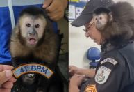PM resgata macaco usado por traficantes após perseguição no Rio de Janeiro