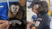 PM resgata macaco usado por traficantes após perseguição no Rio de Janeiro