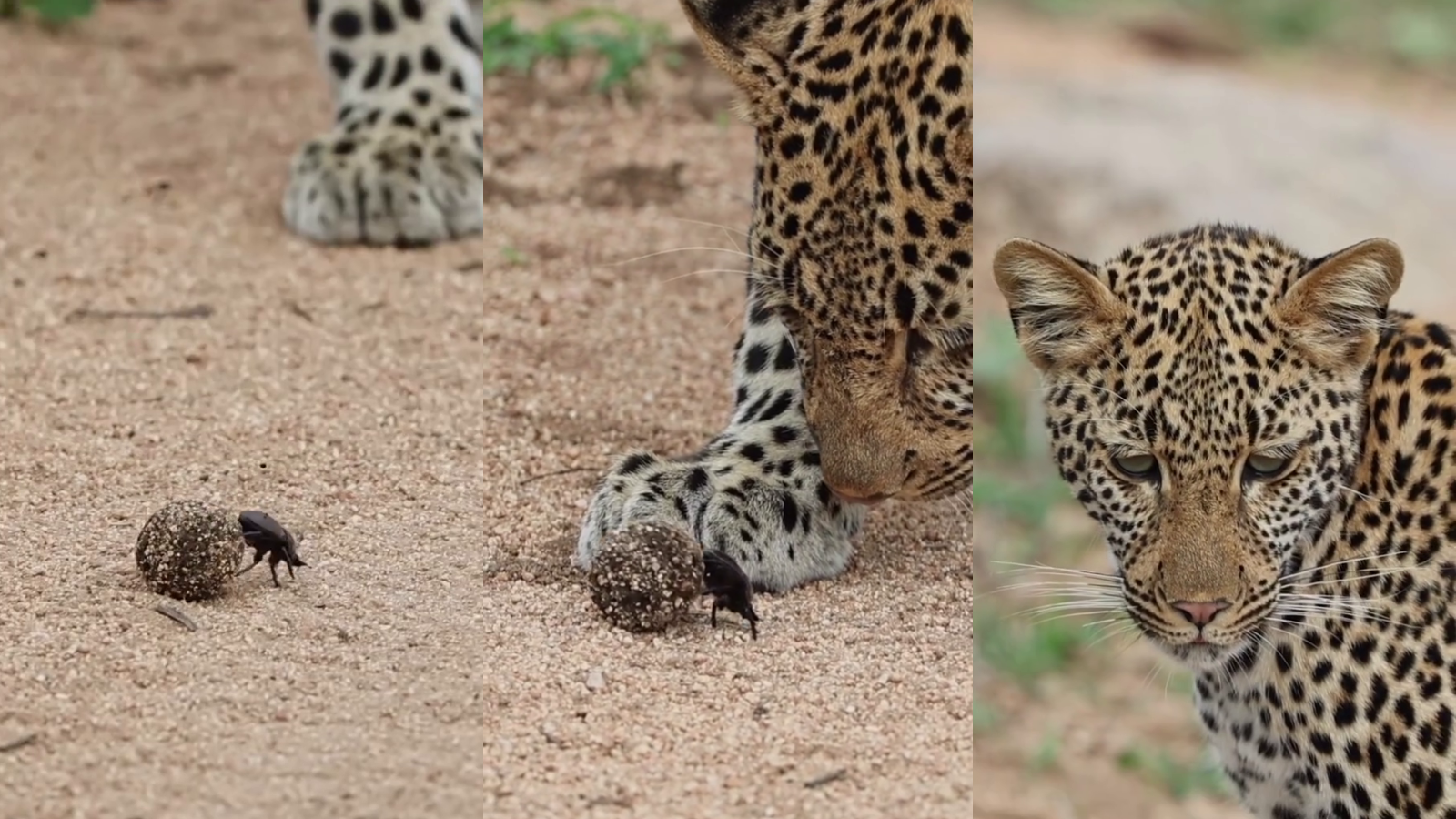 Leopardo foi flagrado brincando com um besouro rola-bosta na África