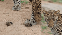 Fotógrafo flagra leopardo brincando com besouro rola-bosta e viraliza; veja