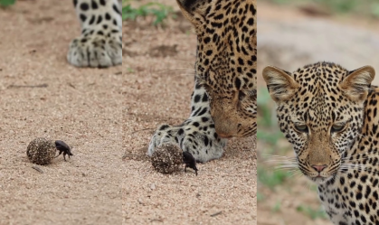 Fotógrafo flagra leopardo brincando com besouro rola-bosta e viraliza; veja