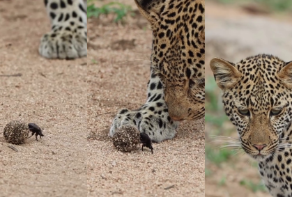 Fotógrafo flagra leopardo brincando com besouro rola-bosta e viraliza; veja