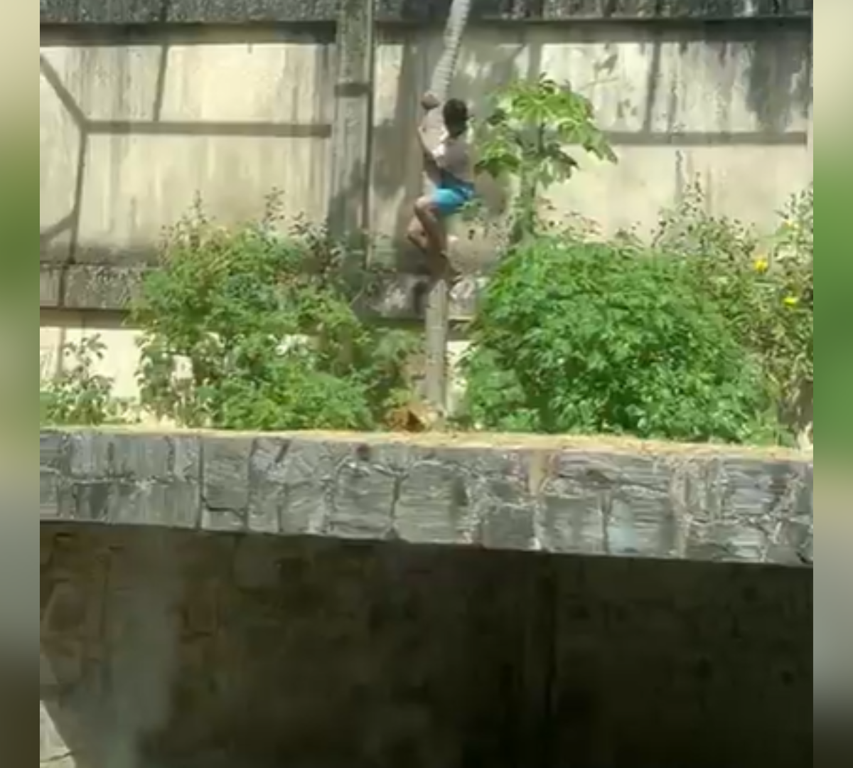 Homem invade jaula e é morto por leoa no zoológico de João Pessoa | CNN Brasil