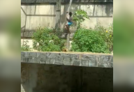 Homem invade jaula e é morto por leoa no zoológico de João Pessoa