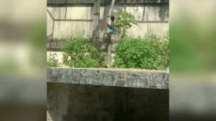 Homem invade jaula e é morto por leoa no zoológico de João Pessoa