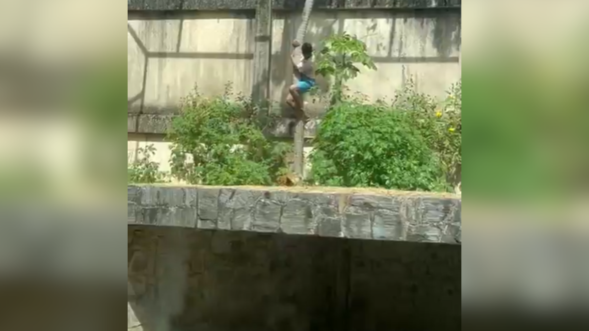 Homem invade jaula e é morto por leoa em zoológico de João Pessoa