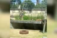 Zoológico em João Pessoa onde jovem foi morto por leoa será reaberto