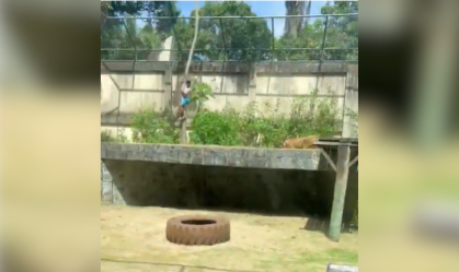 Zoológico em João Pessoa onde jovem foi morto por leoa será reaberto