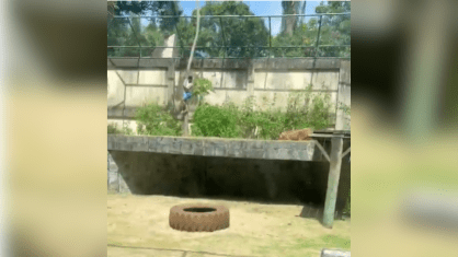 Homem morre após entrar em jaula de Leoa na Paraíba.