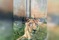 Leoa que matou homem em parque de João Pessoa está bem, afirma veterinário