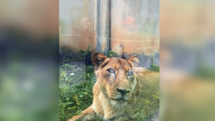 Leoa que matou homem em parque de João Pessoa está bem, afirma veterinário