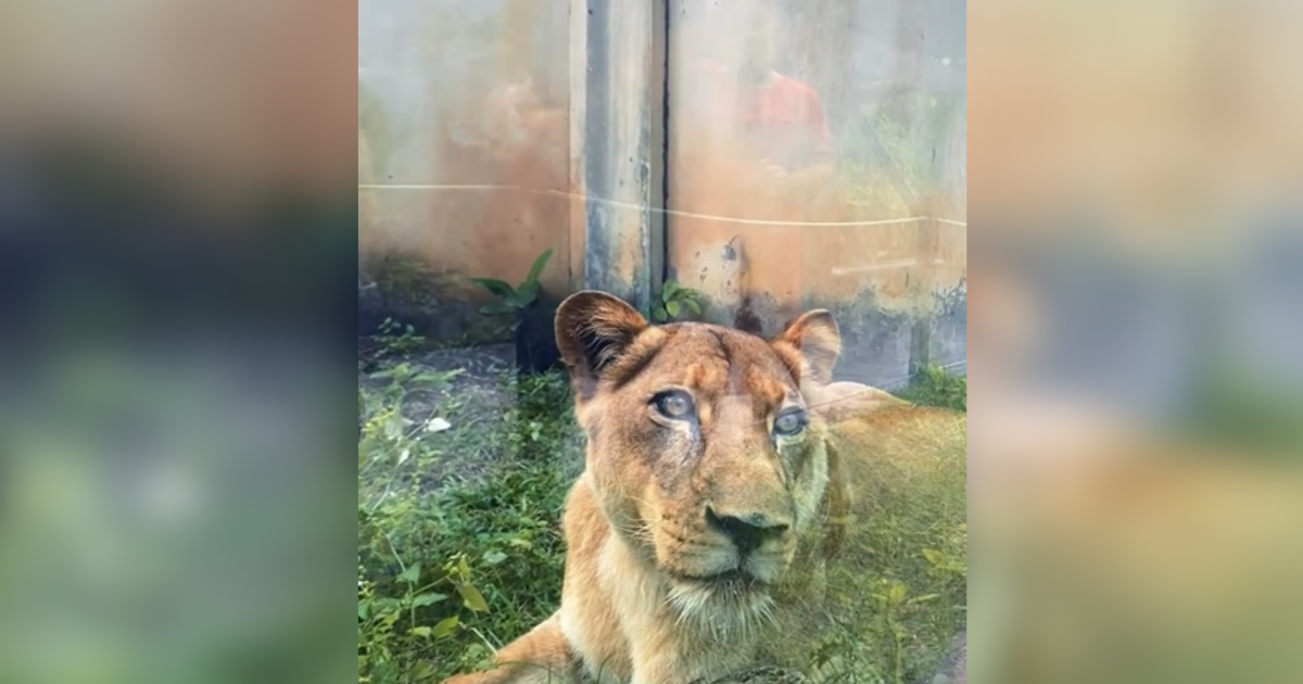 Imagem inserida automaticamente