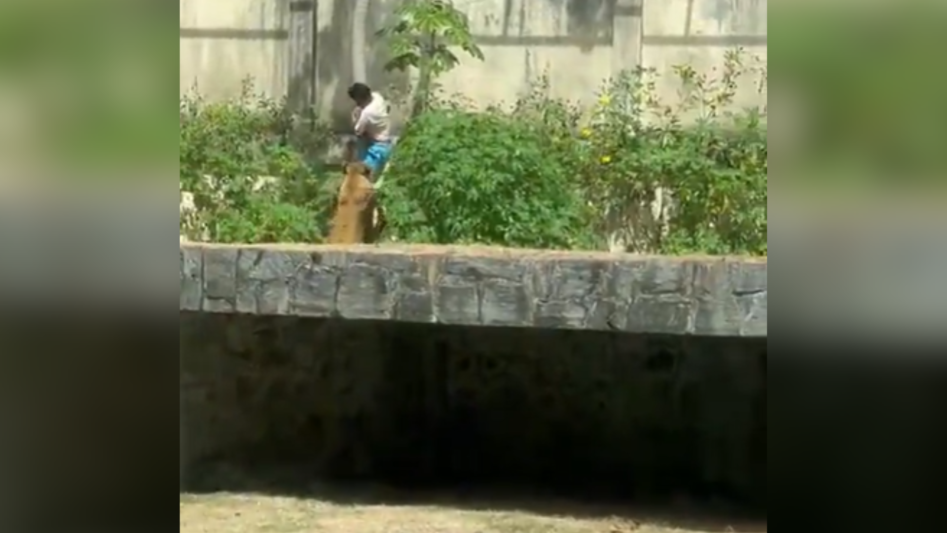 Homem morre após entrar em jaula de Leoa na Paraíba