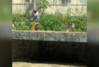 Prefeitura investiga morte de homem que invadiu jaula de leoa em zoológico