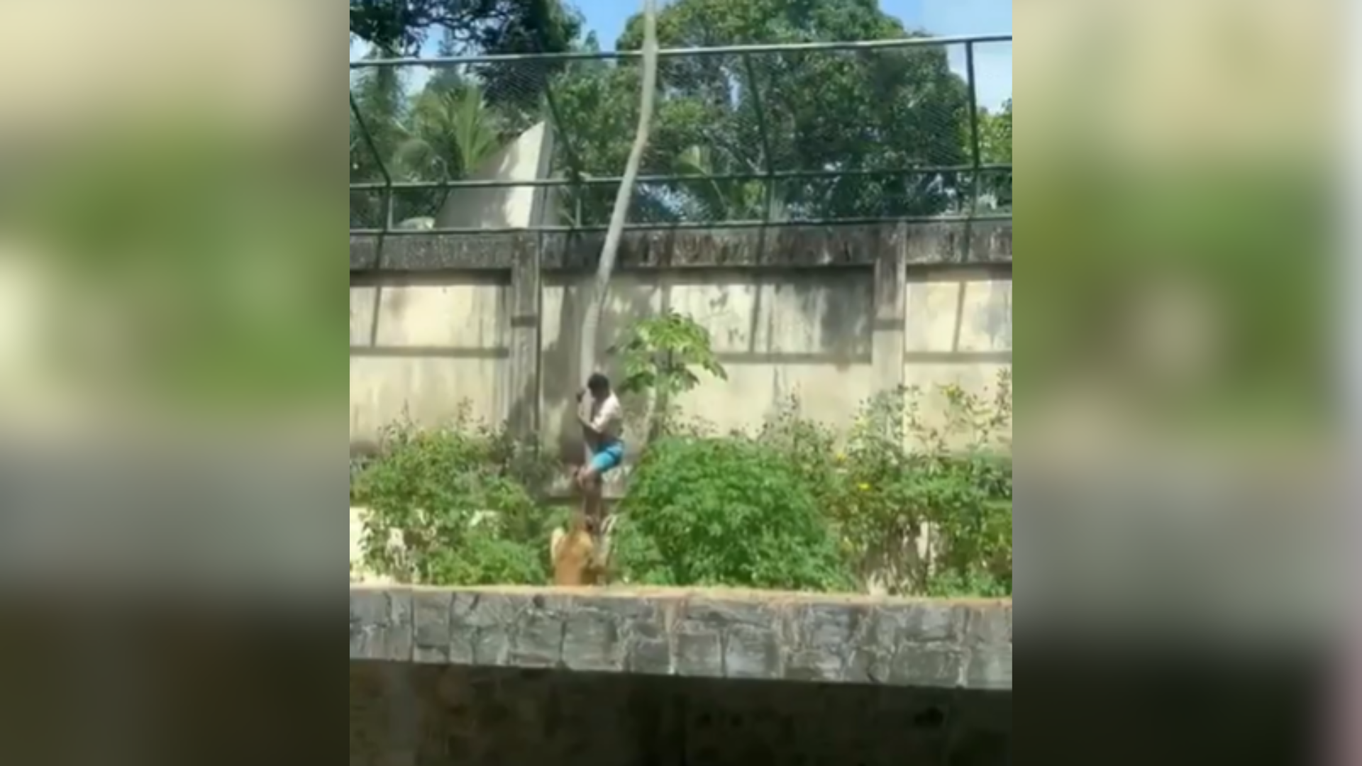 Homem morre após entrar em jaula de leoa na Paraíba.