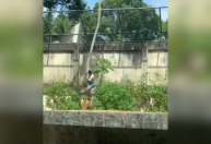 Veja momento em que leoa ataca homem que invadiu jaula em zoológico na PB