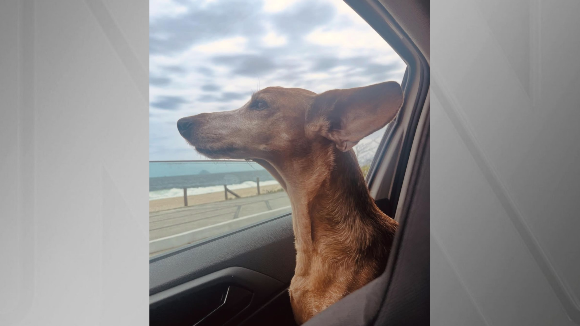 cão