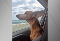 Cadela agredida por passeador no Leblon se recupera bem, afirma tutora