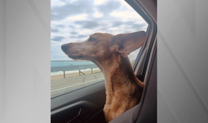 Cadela agredida por passeador no Leblon se recupera bem, afirma tutora