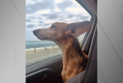 Cadela agredida por passeador no Leblon se recupera bem, afirma tutora