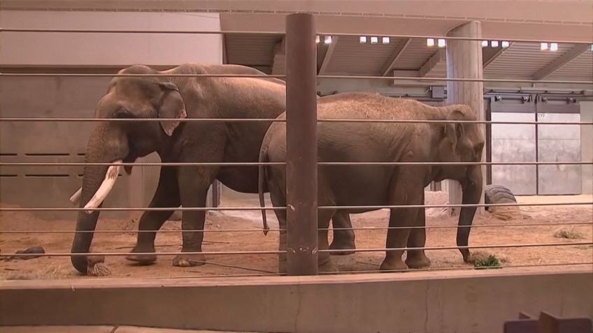 Nhi Linh e Spike juntos no Zoológico Nacional Smithsonian • REUTERS / SMITHSONIAN NATIONAL ZOO