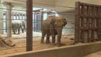Menino acha dente de elefante de 1,8 milhão de anos na Inglaterra
