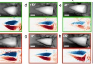 Fósseis de 56 milhões de anos revelam sistema de "GPS interno”