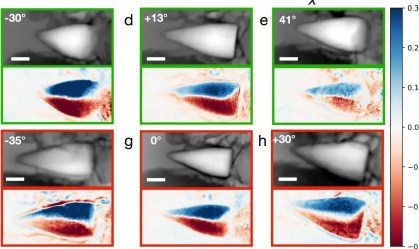 Fósseis de 56 milhões de anos revelam sistema de "GPS interno”