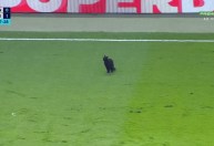 Gato preto invade gramado e rouba cena em Santos x Fortaleza