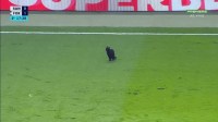 Gato preto invade gramado e rouba cena em Santos x Fortaleza