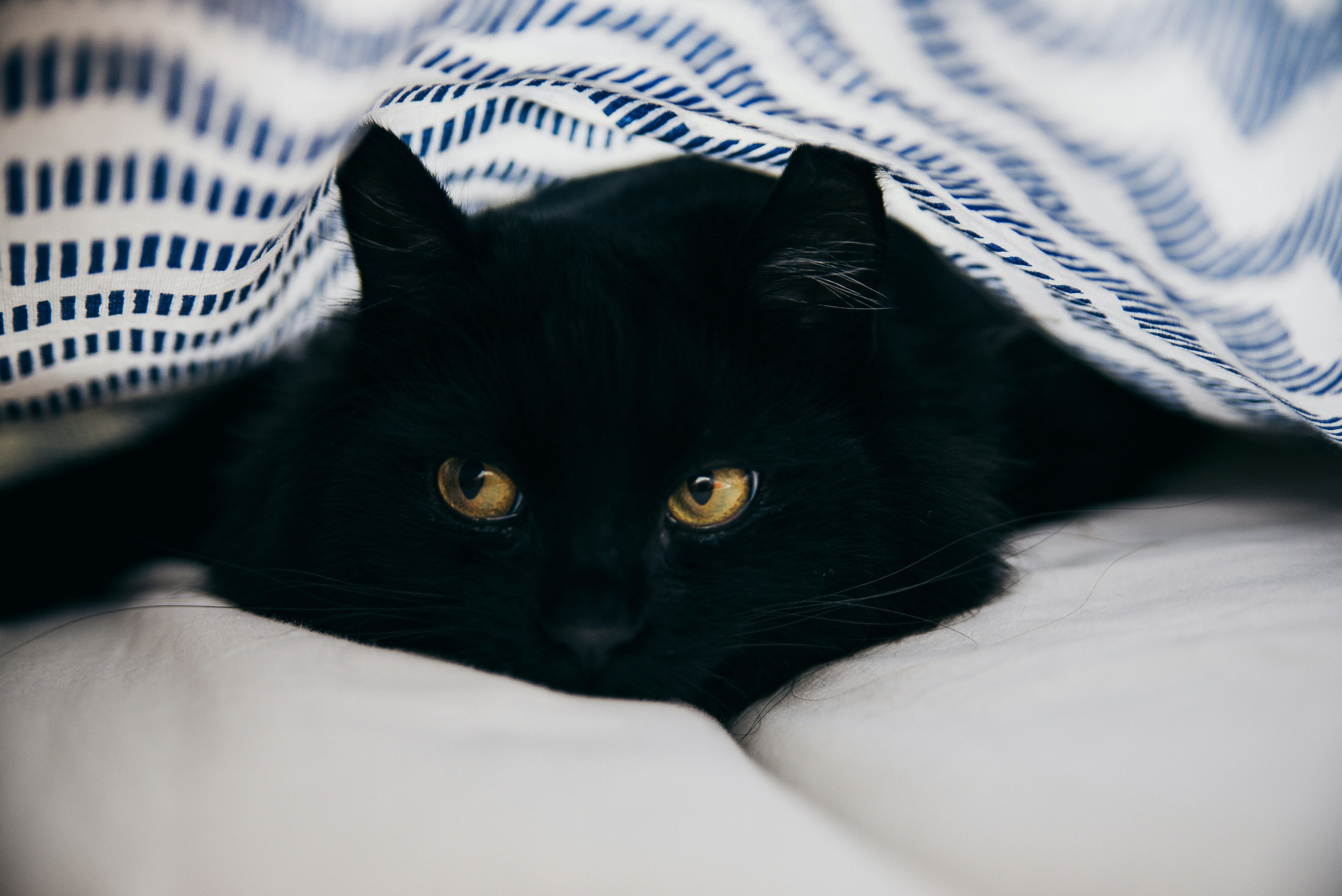 gato-preto