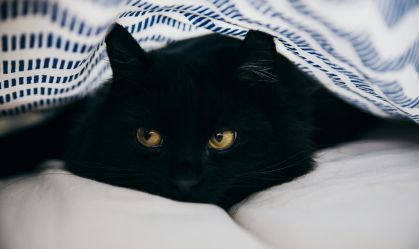 Campanha especial combate preconceito contra pets pretos e mobiliza atriz